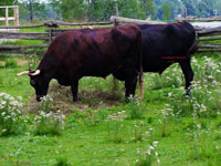 bulls in field