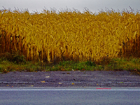 fall corn by side of the road
