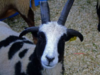 four-horned goat