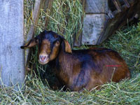 goat resting in barn
