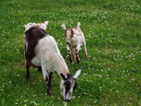mother goat and kids
