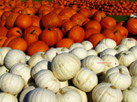 piles of orange and white pumpkins