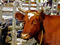 pioneer cow breed