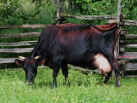 pioneer cow grazing in pasture