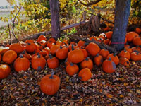 pumpkins under trees