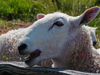 sheep eating clover