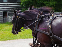 draft horses pulling a wagon