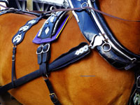 harness detail on a show horse