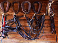 horse harnesses on wall
