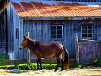 horse near old barn