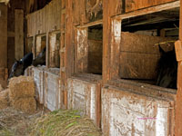 vintage horse barn stall