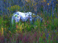 white pinto horse grazing in woods