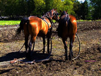 work horses in field