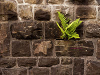 old stone wall with fern