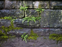 old stone wall with moss and ferns