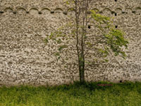 tree against Roman stone wall