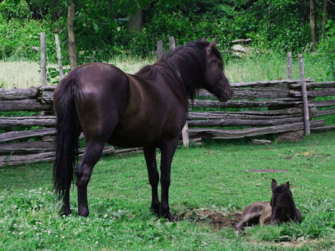 horse and newborn colt